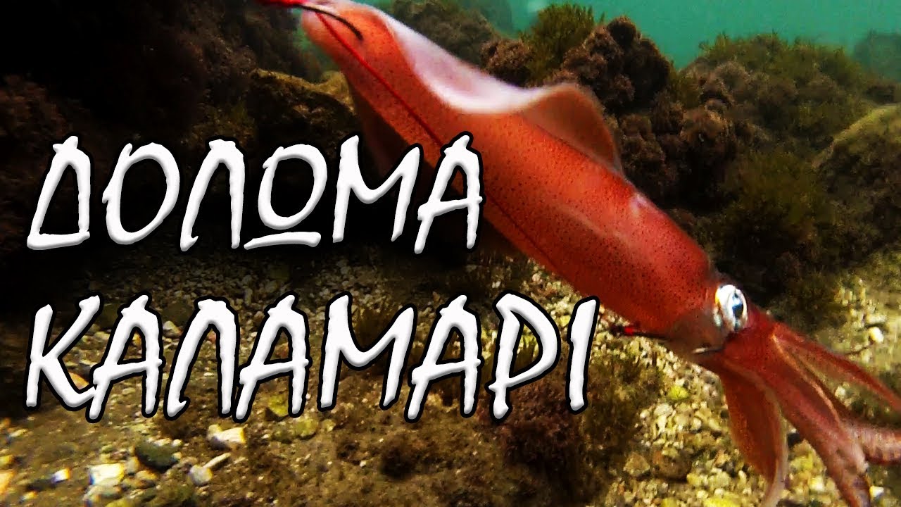 ΔΟΛΩΜΑ ΚΑΛΑΜΑΡΙ - Ο 