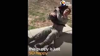 Soldiers Come Home To Dogs Compilation \& More   The Dodo Daily 2017 - Statue God