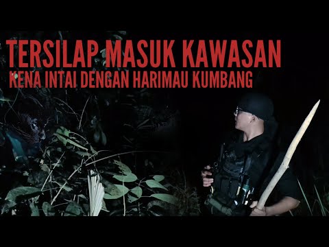 Meredah hutan belantara malam hari....