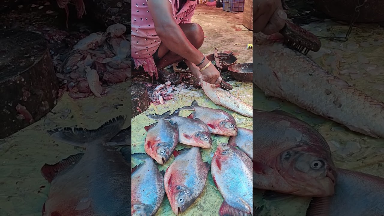 mirga fish cutting