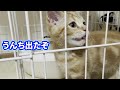 う〇ちが出たことを報告しに来る子猫