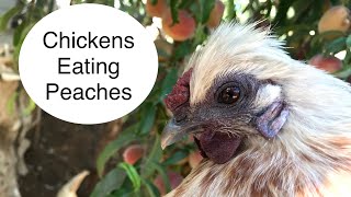 Chickens Eating Peaches