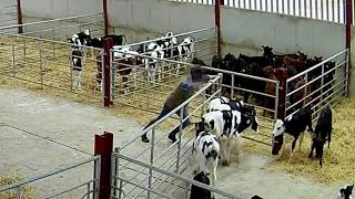 Undercover filming shows calves punched, kicked and abused in Shropshire screenshot 2