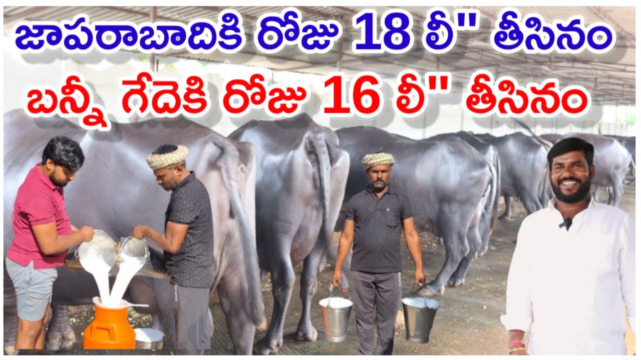 గేదెలలో ఇవే బెస్ట్ Banny,Jafrabadi buffaloes @MalleshAdla 