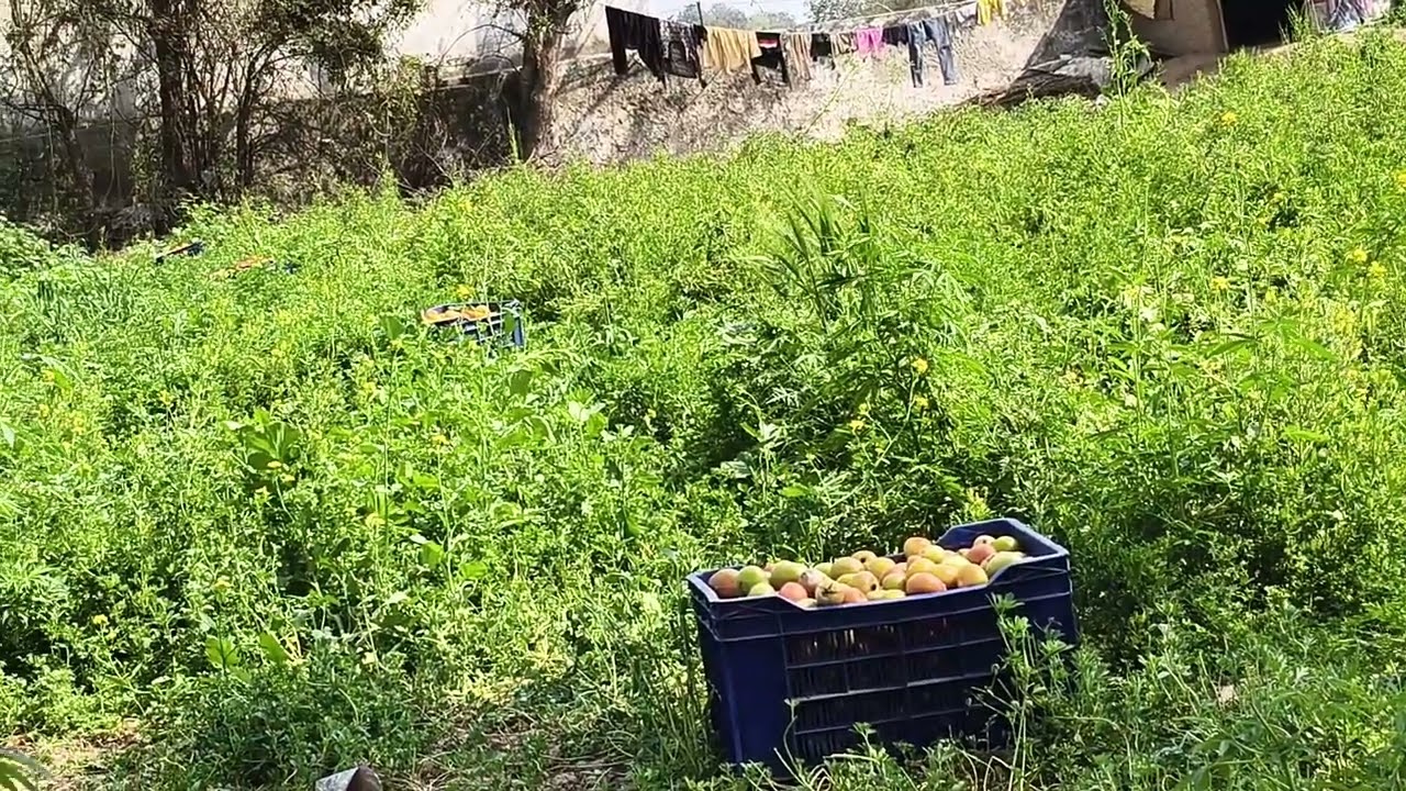 आज हम काम पर नहीं गए तो आज हम खेतों पर घूमने गए थे