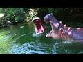 ジャングルクルーズ 東京ディズニーランド 4K Jungle Cruise: Wildlife Expeditions Disneyland Tokyo Japan