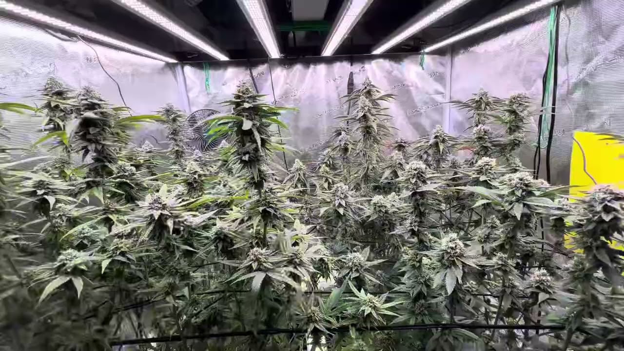 Week 5 Flowering Recap + Under Canopy Light Added! 🌸💡