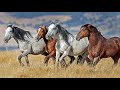 The wild mustangs of north america