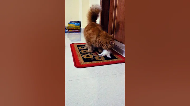 Watch the video about Persian cat mom carries her kitten back.#cat#persiancat #viralshort