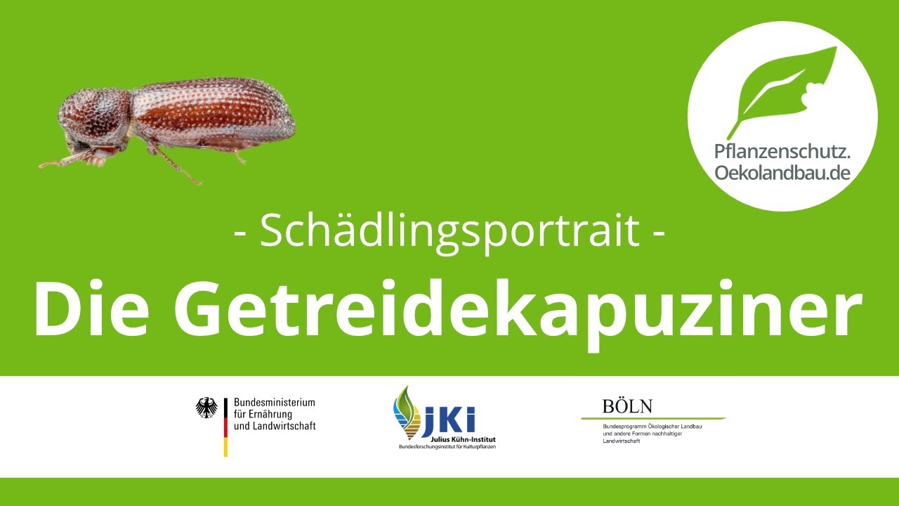 Der Getreidekapuziner - pflanzenschutz.oekolandbau.de - Schädlingsportrait