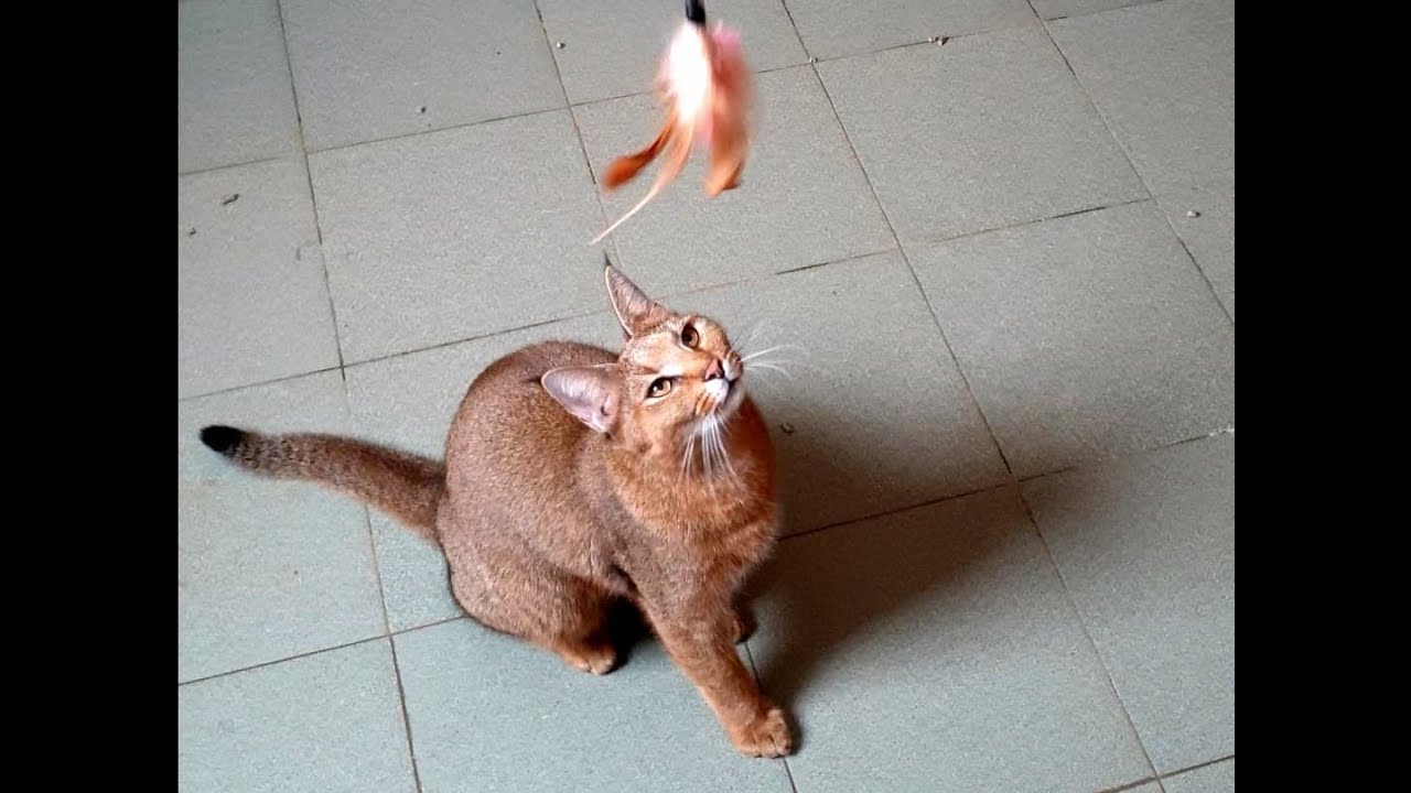 Каракет Кошка Цена Фото