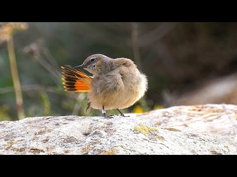 wildlife videos of animals download Persian Wheatear, Birds of Israel, Mt. Amasa סלעית פרסית, הר עמשא, דרום הר חברון