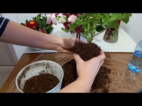 Video: Plantarea însoțitoare cu muscate: ce să plantezi cu flori de mușcate