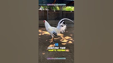 Raising Chickens Naturally: My Daily Routine with Happy Backyard Chickens