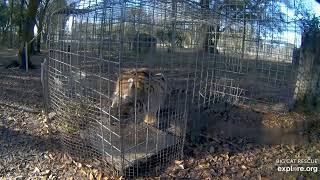 Jazzy's vacation breakfast. Jasmine tiger at Big Cat Rescue.