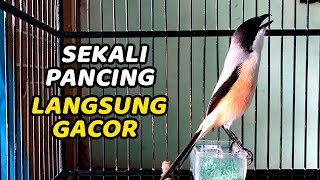 SUARA CENDET GACOR NONSTOP PANJANG DAN JERNIH!