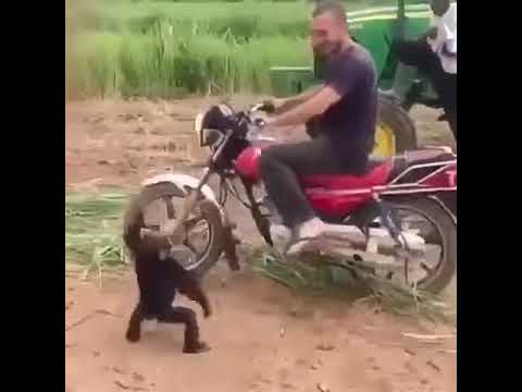 Affe auf motorrad - YouTube