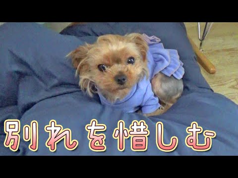 【ヨークシャテリア】お別れ前の抱擁をするヨークシャテリア【Yorkshire Terrier】