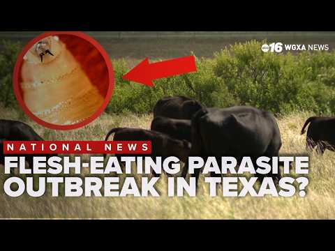 Video Flesh eating screwworm parasite scares Texas ranches and pet owners