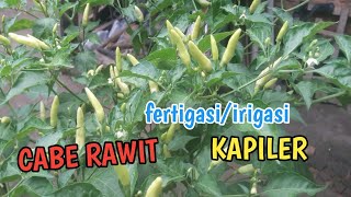 CARA MENANAM CABE RAWIT FERTIGASI/IRIGASI KAPILER // TELAH BERBUAH//