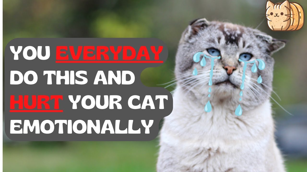 These 10 Everyday Things Hurt Your Cat EMOTIONALLY! YouTube