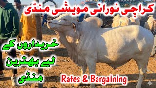 Norani Mandi Karachi Latest Update 2026 #noranimandi #cowmandi2026 #cowvideos #bakraeid2026