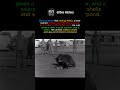 The Bear Who Fought In World War 2 #shorts
