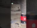 बनगांवा गांव में मिला धामिन साप 🐍🐍#viral #cobra #trending
