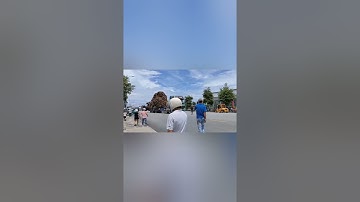 Vận chuyển Cây Đa 200 năm tuổi đến núi Thiên Bút để trồng lại ngày 25/9/2021.