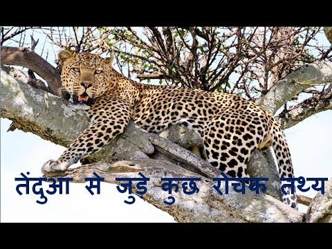 तेंदुआ से जुड़े कुछ रोचक तथ्य || Leopard Interesting Facts In Hindi