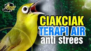 Terapi Air Kecial Kuning Biar Tidak Stres‼️| PEPADU KECIAL