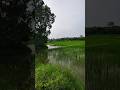 Peaceful Morning in Indian Village 🌄 | Khet, Nadi &amp; Desi Vibes #sorts #shortvideo