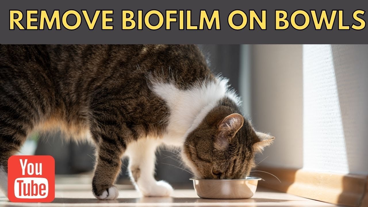 How to Remove Biofilm On Cat Bowls? YouTube