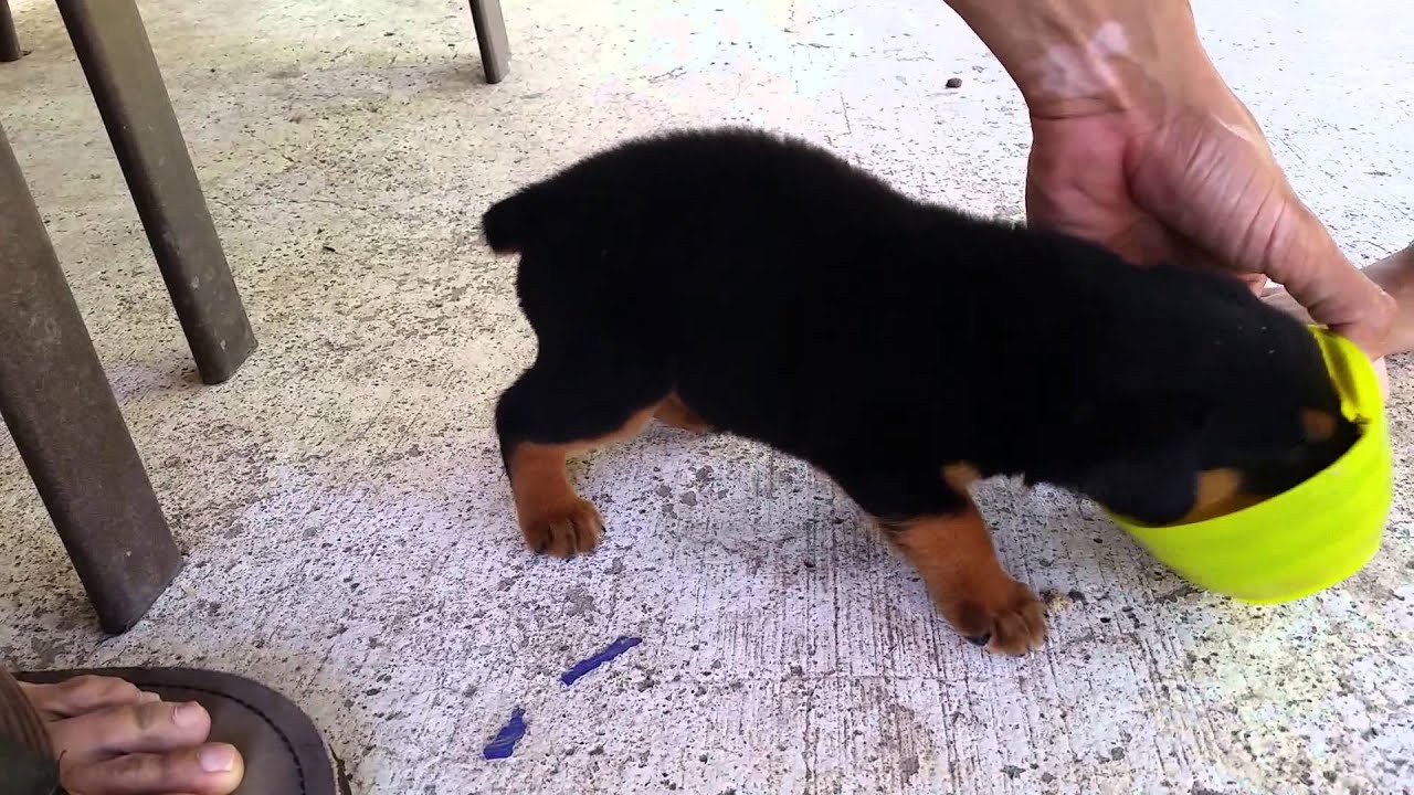 4 week old Rottweiler Puppy - YouTube