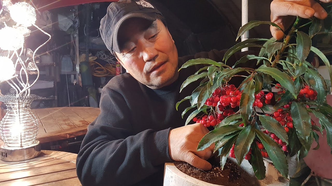 부자가 되려면, 돈을 끌어당기는 꽃나무 만냥금을 키워보세요