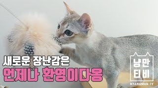 [냥만TV] 신상 장난감에 빠진 싱가푸라 가족 by 냥만티비 NMCAT TV 190 views 4 years ago 1 minute, 48 seconds