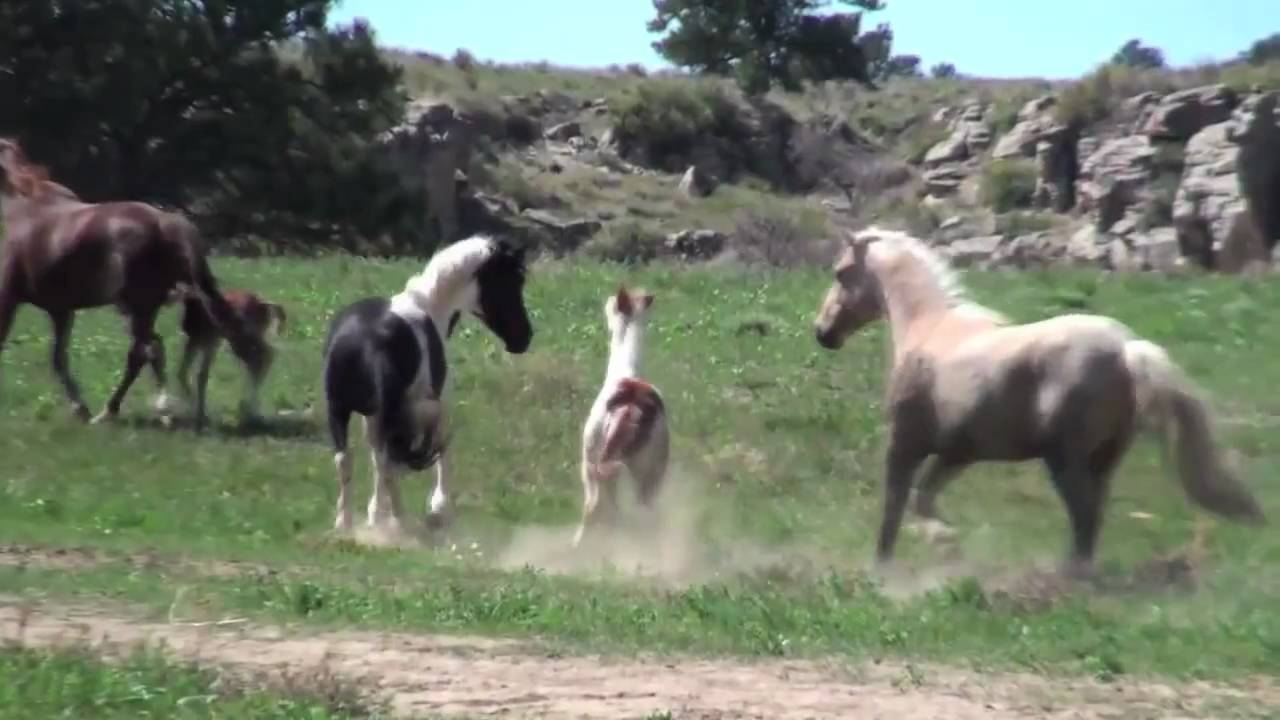 Guided Bus Tour at the Black Hills Wild Horse Sanctuary