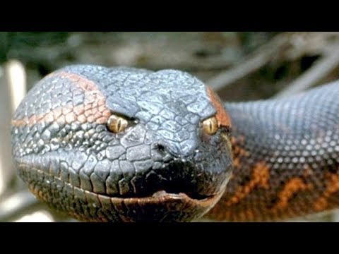 Video: Vài Sự Thật Về Anaconda