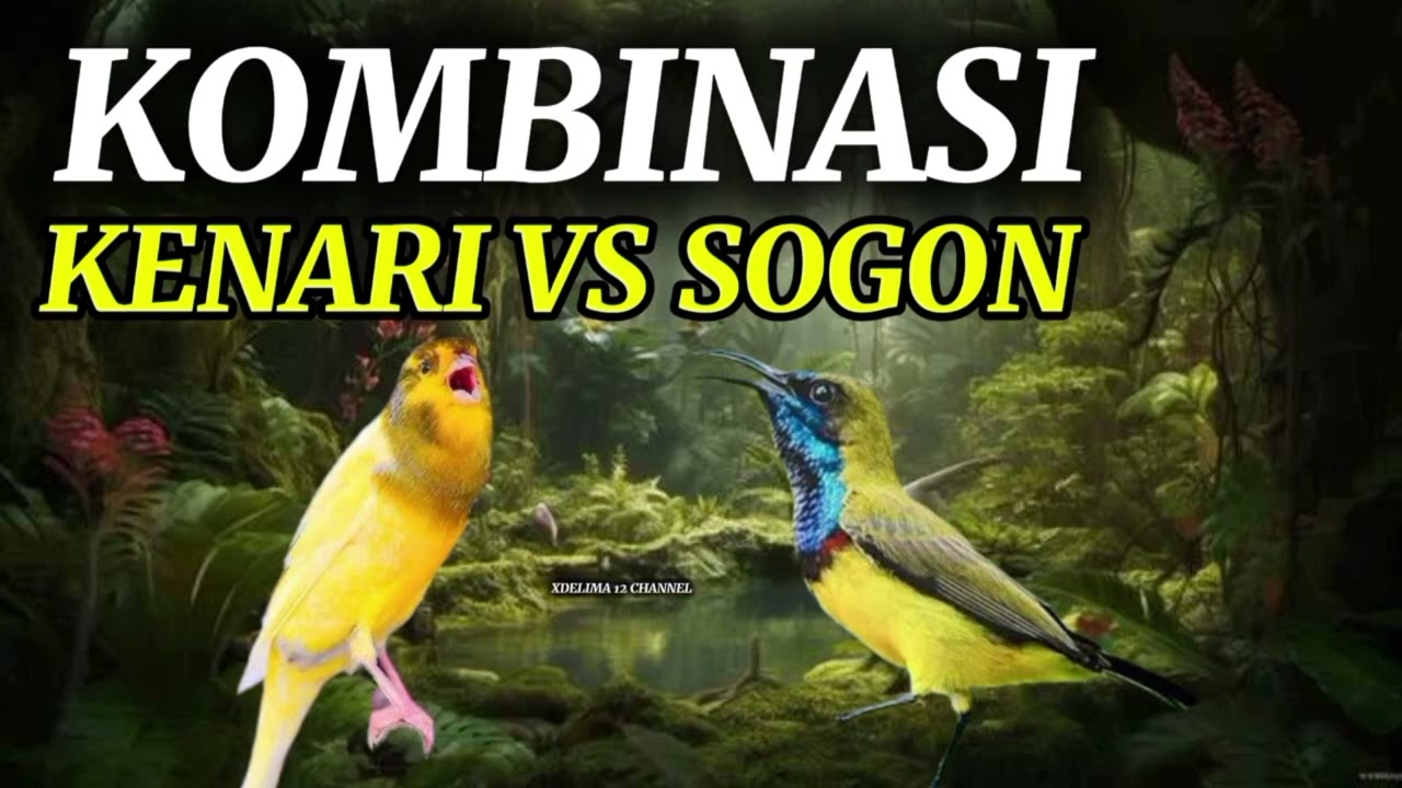 KOMBINASI KENARI VS SOGON, COCOK BUAT MASTERAN