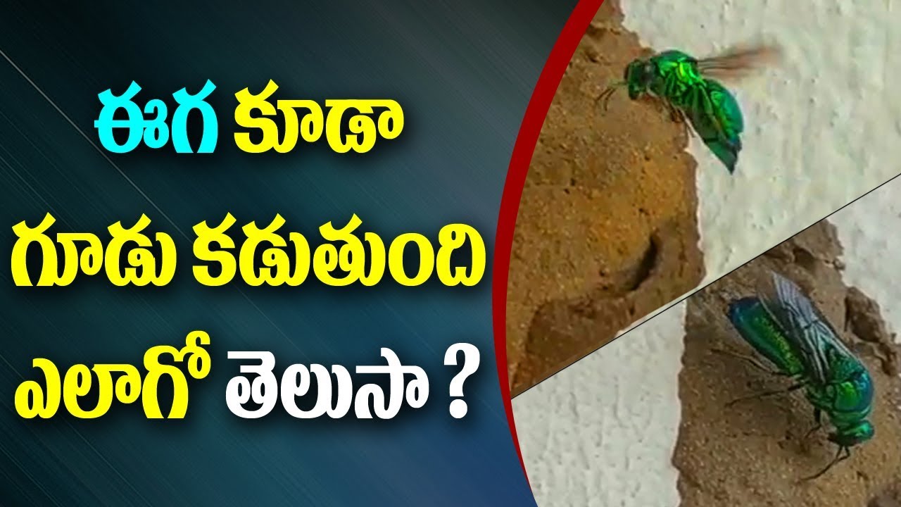 ఈగ కూడా గూడు కడుతుంది ఎలాగో తెలుసా... ? | Something Special something special traduction