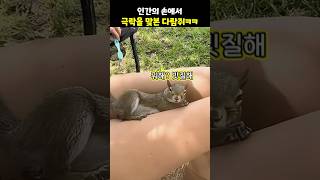 인간의 손에서 극락을 맞본 다람쥐ㅋㅋ