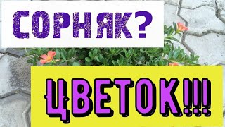 Вегетативный портулак. Размножение, уход. Гербера сегодня.