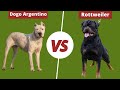 DOGO ARGENTINO VS ROTTWEILER - AGGRESSIVE HUNTING DOGS?