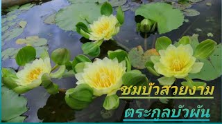 พาชมบัว บัวในตระกูลบัวผัน