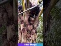 Palm Fruit HARVEST Madness! 🌴 SO SATISFYING! #palmfruit #harvest #farmhack #satisfying