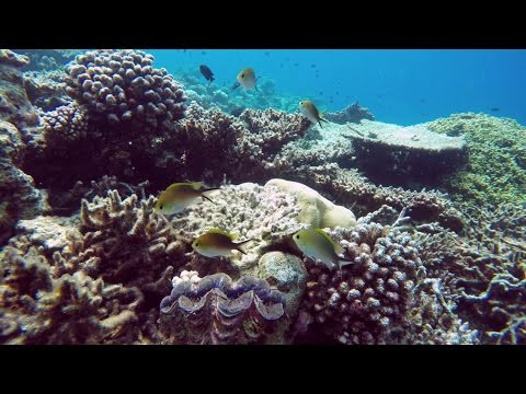 Saltwater Day (Lh. Veyvah) - 1 May 2017