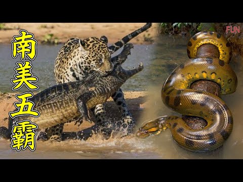 南美五猛獸，鱷魚都是牠們的食物 | 在南美洲需要注意的5種猛獸！
