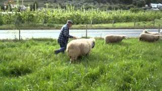 Sheep In Portugal.wmv