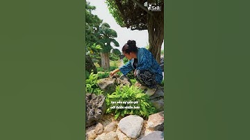 Tiểu cảnh nước, Cối đá và ống tre - Thanh âm của thiên nhiên và một góc vườn bình yên!