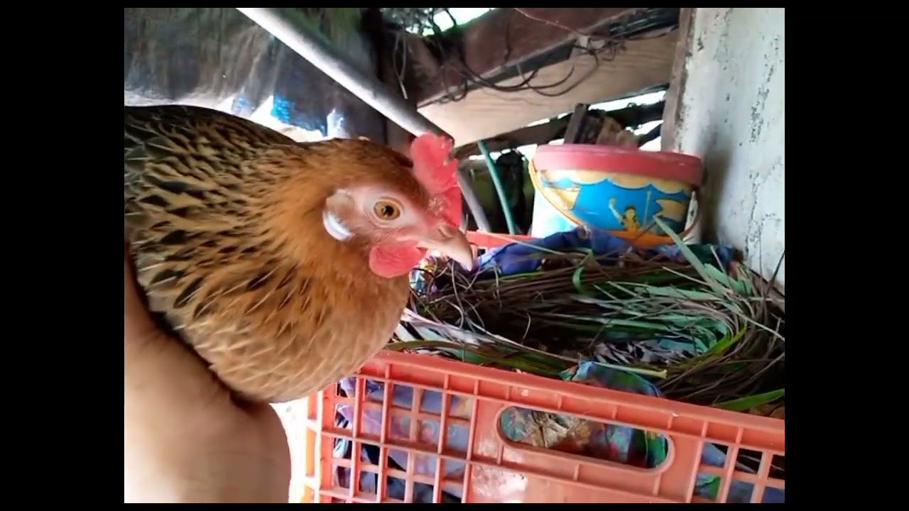 BREEDING SEASON TAYO MGA IDOL!🐓🐓🐓